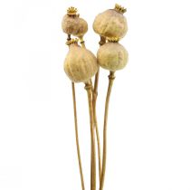 Coquelicot capsule grandes fleurs séchées jaune papaver déco coquelicot 5pcs