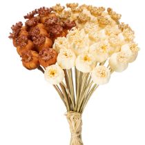 Article Bouquet de capsules de pavot artificielles tricolores 40 cm 45 pièces
