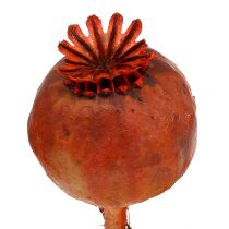 Têtes de pavot colorées orange 100 pcs