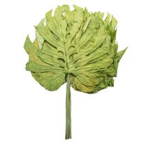 Article Feuilles de Monstera séchées pour décoration de fenêtre H50cm 5 pcs