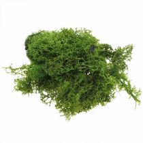 Mousse Islandaise Verte Préservée 250g - Décoration Naturelle Sans Entretien Pour DIY, Noël, Terrariums