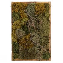 Article Tableau en mousse véritable mousse préservée et branches naturelles 60×40cm