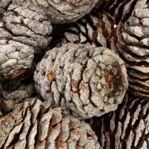 Article Sachet de pommes de pin naturelles Murii 500 g - Décoration hivernale et créative