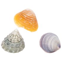 Article Coquillages décoratifs - Un élément de décoration unique pour la salle de bain et le salon - 300 g