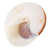 Article Coquillages décoratifs - Un élément de décoration unique pour la salle de bain et le salon - 300 g