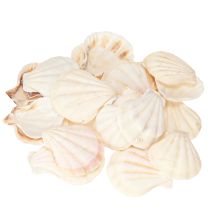 Article Coquillages décoratifs en coquille Saint-Jacques naturels 3,5 cm–4 cm 300 g