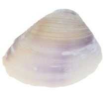 Article Décoration de coquillages mini coques coquilles d&#39;escargots 1–3 cm 340 g