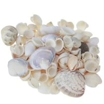 Article Mini Coquillages et Petits Escargots Décoratifs 1-3 cm 340 g