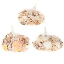Article Coquillages décoratifs d'escargot de mer naturels 350 g × 3 pièces