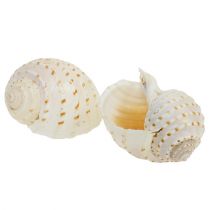 Article Moules Tonna Tessalata 7 pcs