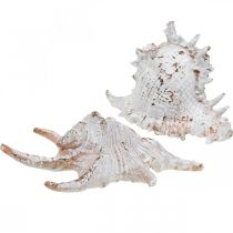 Coquillages, décoration maritime, coquilles d&#39;escargots blanc-doré L22/17cm lot de 2