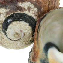 Article Turban Coquille Alikreukel Naturel 500g