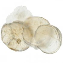 Article Décoration de plage, coquillages capiz 5-10cm, éléments naturels, nacre, maritime 1kg