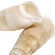 Article Déco escargots blanc, escargot de mer décoration naturelle 2-5cm 1kg