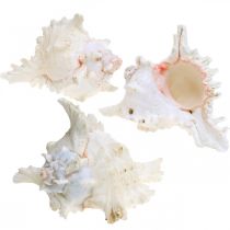 Article Coquille Chicoreus ramosus 16cm 3 pcs
