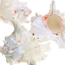 Article Coquille Chicoreus ramosus 16cm 3 pcs