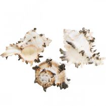 Déco coquilles d&#39;escargots striées, escargots de mer décoration naturelle 1kg