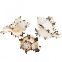 Article Déco coquilles d&#39;escargots striées, escargots de mer décoration naturelle 1kg