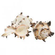 Article Déco coquilles d&#39;escargots striées, escargots de mer décoration naturelle 1kg