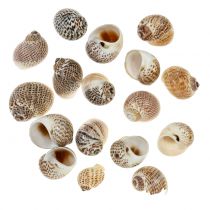 Coquilles d&#39;escargots naturelles 500g