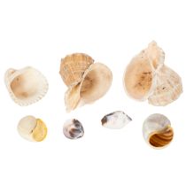 Article Escargots et coquillages - Éléments décoratifs maritimes pour une décoration intérieure unique - 500 g
