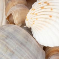 Article Coquillages Déco marine naturelle pour intérieurs élégants Déco d'été 500 g