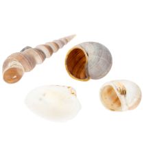 Article Coquillages Déco marine naturelle pour intérieurs élégants Déco d'été 500 g