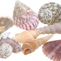 Mélange de coquillages, coquillages et coquilles d&#39;escargots, décoration estivale H3–5cm/L2,5–9cm 950g