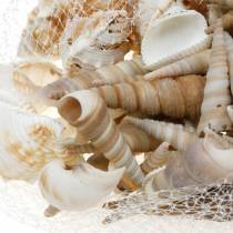 Article Mélange de moules et coquilles d&#39;escargots dans un filet nature 400g