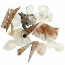 Article Mélange de moules et coquilles d&#39;escargots dans un filet nature 400g