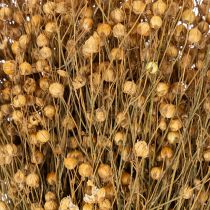 Article Lin naturel séché pour compositions florales séchées Linum Natur 60cm 180g