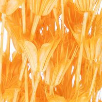 Article Arrangement de fleurs séchées Nigella orange 70 cm – Décoration naturelle et durable