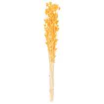 Article Arrangement de fleurs séchées Nigella orange 70 cm – Décoration naturelle et durable