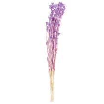 Article Bouquet de fleurs séchées Nigella violet 70 cm - Décoration intérieure élégante