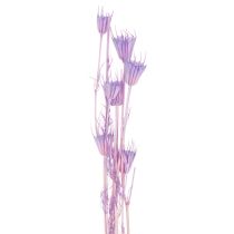 Article Bouquet de fleurs séchées Nigella violet 70 cm - Décoration intérieure élégante