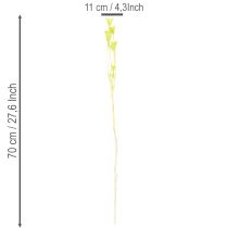 Article Fleurs de nigelle séchées, charmante décoration naturelle pour la maison, 70 cm, 50 g