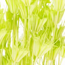 Article Fleurs séchées Nigella en vert naturel pour décoration intérieure 70 cm 50 g