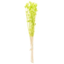 Article Fleurs séchées Nigella en vert naturel pour décoration intérieure 70 cm 50 g