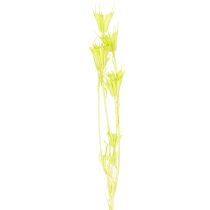 Article Fleurs séchées Nigella en vert naturel pour décoration intérieure 70 cm 50 g