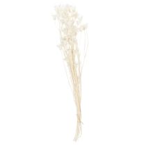 Article Bouquet de fleurs de nigelle séchées, élément décoratif naturel et élégant pour intérieurs raffinés, 70 cm, 50 g