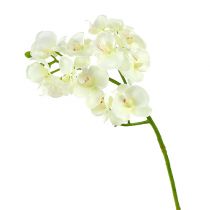 Article Orchidée Crème-Blanc L57cm 6 pcs