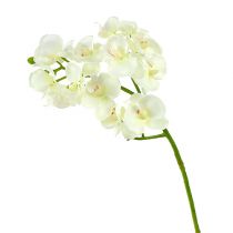 Article Orchidée blanc crème L57cm 6pcs