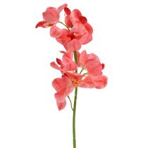 Article Orchidée Mokara Saumon 50cm 6 pcs