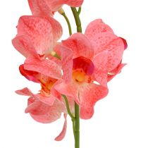 Orchidée Mokara Saumon 50cm 6pcs