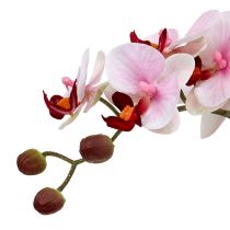 Orchidée rose en pot de céramique 31cm