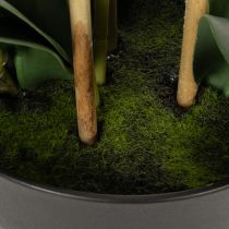 Article Orchidée artificielle blanche en pot 60 cm