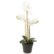 Article Orchidée artificielle blanche en pot 60 cm