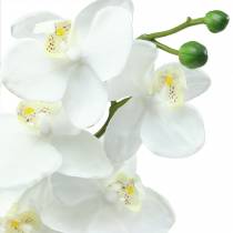 Orchidée blanche 77cm
