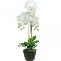 Article Orchidées artificielles pour le pot blanc 80cm