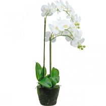 Article Orchidées artificielles pour le pot blanc 80cm